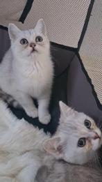 Britse korthaar poesjes silver shaded, Dieren en Toebehoren, Poes