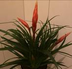 Vriesea plant, Huis en Inrichting, Kamerplanten, Ophalen of Verzenden
