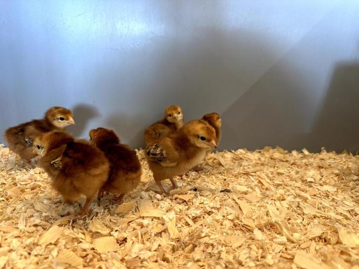Rhode Island red kriel kuikens hennetjes, gesekst en ingeënt, Dieren en Toebehoren, Pluimvee, Kip, Vrouwelijk