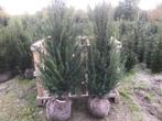 Mooie volle taxus baccata 80 cm tot 275 cm, Bloeit niet, Halfschaduw, 100 tot 250 cm, Overige soorten