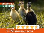 Indische loopeend | Eendenkuikens | Gesekst