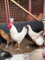 6 witte leghorn hanen, Dieren en Toebehoren, Pluimvee, Mannelijk, Kip