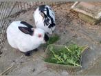 Leuk stelletje konijnen, Dieren en Toebehoren, Konijnen, Meerdere dieren, Klein, 3 tot 5 jaar