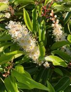 Portugese laurier op stam groenblijvend, In pot, Lente, Volle zon, Ophalen of Verzenden