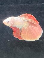 Betta splendens/ kempvissen mannen