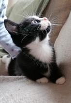 Kittens ragdoll, Dieren en Toebehoren, Katten en Kittens | Raskatten | Langhaar, Meerdere dieren, Ontwormd