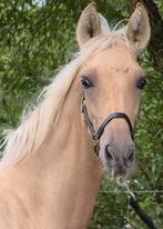 Zeer lief palomino veulen te koop, Merrie, Minder dan 160 cm, Dressuurpaard, 0 tot 2 jaar