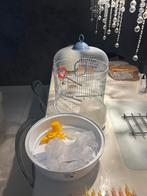 Vogelkooitje met alle benodigheden, Ophalen of Verzenden, Metaal, Vogelkooi