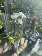 Orchidee met witte bloem Phalaenopsis cascade, Ophalen of Verzenden, Halfschaduw, Minder dan 100 cm