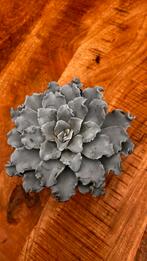 Echeveria Crispy Beauty - Prachtige Succulent, Volle zon, Vaste plant, Bloeit niet, Ophalen