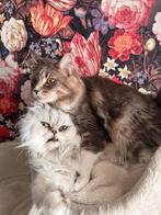 De liefste katten, Dieren en Toebehoren, Katten en Kittens | Dekkaters, 0 tot 2 jaar