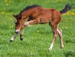 Hulp gezocht school opdracht!, Dieren en Toebehoren, Paarden en Pony's | Beschermers, Nieuw, Overige toepassingen, Ophalen