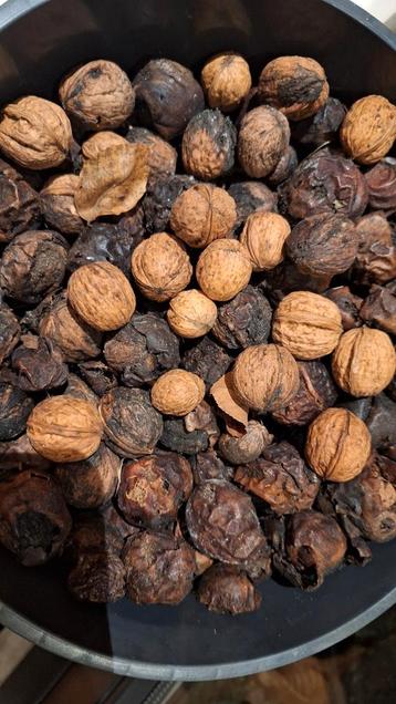 Walnoten - Vers van de boom! beschikbaar voor biedingen