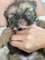 lieve Shih tzu/ toy poodle zoekt een forever home, Dieren en Toebehoren, Overige rassen, CDV (hondenziekte), 8 tot 15 weken, Meerdere