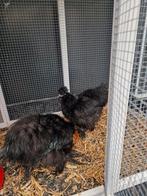 2 zwarte USA zijdehoen kippen, Dieren en Toebehoren, Vogels | Hokken en Kooien, Ophalen of Verzenden, Zo goed als nieuw, Hout