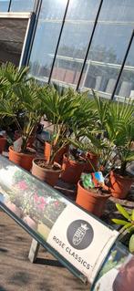 Trachycarpus Wagnerianus palmboom winterhard., Minder dan 100 cm, Zomer, Palmboom, Ophalen
