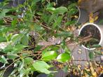 Ficcus gezonde, Huis en Inrichting, Ophalen, Ficus, Halfschaduw, Minder dan 100 cm