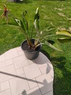 Paradijsvogelplant, Volle zon, Vaste plant, Zomer, Ophalen