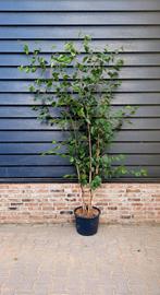 Betula utilis 'Doorenbos' witte meerstammige berk🌿, Ophalen, Bamboe