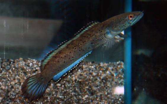 Slangenkopvis Channa Bipulis, Dieren en Toebehoren, Vissen | Aquariumvissen, Vis