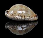 Schelpen: Cypraea nigropunctata 27mm (F+++/Gem) Zeldzaam, Ophalen of Verzenden, Schelp(en)