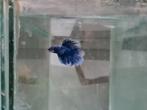 Betta splendens super delta kempvis man, Dieren en Toebehoren, Vissen | Aquariumvissen, Vis, Zoetwatervis