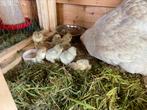 Haan kuikentjes (26-04) Isabel Brahma groothoender, Dieren en Toebehoren, Pluimvee, Kip, Mannelijk