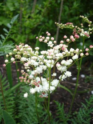 Knolspirea vaste plant