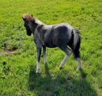 Te koop minishetland hengstveulentje, Merrie, Niet van toepassing, Recreatiepony, Gechipt
