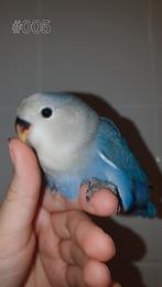 ♂️️Halftam agapornis roseicollis jong. zie beschrijving., Dieren en Toebehoren, Mannelijk, Dwergpapegaai of Agapornis, Geringd