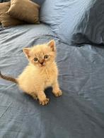 Kitten, 0 tot 2 jaar, Kater, Ontwormd