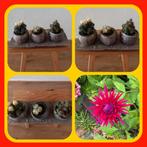 145. Drie Planten Potjes op Schaal met Plantjes, Ophalen of Verzenden, Zomer, Overige soorten, Volle zon