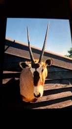 Gemsbok, Ophalen of Verzenden, Zo goed als nieuw, Paard, Beeldje of Figuurtje