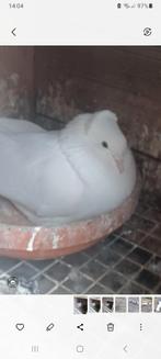 Takla lang vliegen beste Koppel, Dieren en Toebehoren, Vogels | Duiven, Meerdere dieren