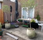 2 stuks olijfbomen boom met pot winterhard HOOGTE 200 cm, Tuin en Terras, Bloeit niet, 100 tot 250 cm, Olijfboom, Ophalen