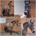 Gave 3 jarige valkruin!, Dieren en Toebehoren, Paarden, Met stamboom, Minder dan 160 cm, Ruin, Dressuurpaard