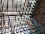 Zebravinken en1koppel, Dieren en Toebehoren, Vogels | Overige Vogels, Mannelijk