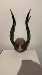 Mooi koedoe / kudu gewei voor aan de muur., Ophalen of Verzenden
