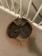 LEES GOED: 2 katers zoeken een nieuwe huisje, Kater