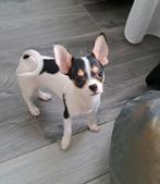 Chihuahua hond pups reu, Dieren en Toebehoren, Honden | Chihuahua's en Gezelschapshonden, Parvo, 8 tot 15 weken, Meerdere, Meerdere dieren