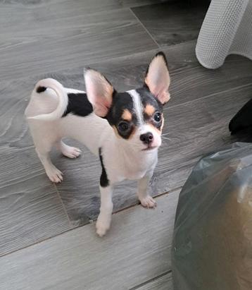  Chihuahua hond beschikbaar voor biedingen