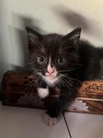 Kittens, Dieren en Toebehoren, Geslacht onbekend, Kortharig, 0 tot 2 jaar