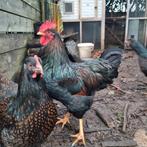 Barnevelder, mooie haan, Dieren en Toebehoren, Mannelijk, Kip