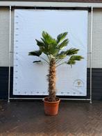 Trachycarpus Wagnerianus Palmboom - Winterhard!, Tuin en Terras, Planten | Bomen, Bloeit niet, 100 tot 250 cm, Palmboom, Ophalen