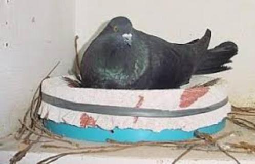 Haagse Kroppers., Dieren en Toebehoren, Vogels | Duiven, Kropper, Meerdere dieren