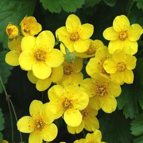 Waldsteinia ternata (goudaardbei) geel vaste plant, Tuin en Terras, Planten | Tuinplanten, Vaste plant, Bodembedekkers, Zomer