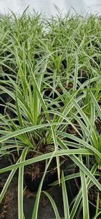 Carex ice dance pot 17cm, Tuin en Terras, Planten | Tuinplanten, Ophalen, Siergrassen