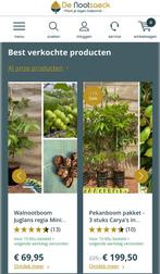 Vrucht en noten bomen pekan hazel amandel pawpaw moerbei, Tuin en Terras, Lente, In pot, Ophalen of Verzenden, Walnotenboom