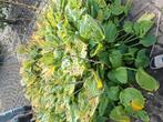 Gratis tuin planten, Tuin en Terras, Planten | Tuinplanten, Ophalen, Overige soorten, Volle zon