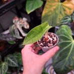 Mini Alocasia Melo, Huis en Inrichting, Kamerplanten, Ophalen of Verzenden, Halfschaduw, Minder dan 100 cm